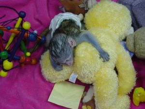 Baby Capuchin Monkey (***) ***-***1