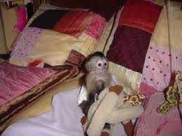 Adorable Capuchin Monkey (***) ***-***1