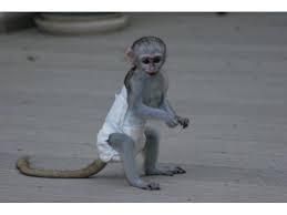 Gift capuchine monkey for adoption,