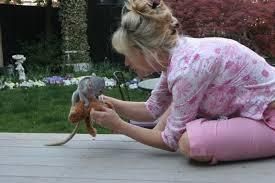 Nice looking Capuchine Monkeys For Rehoming