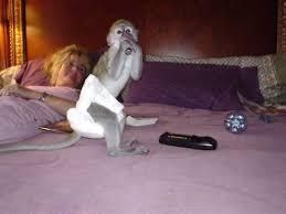 Capuchin Monkeys Available Call/text***