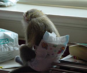 Home trained Baby capuchin monkeys