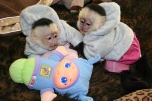 Registered Monkeys Ready (capuchins And Marmosets)