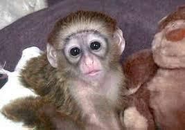 Capuchin monkeys for adoption