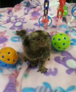 Male and Female Capuchin Monkeys