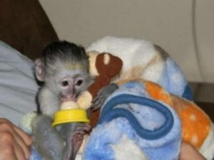 Baby Capuchin Monkeys Available Text ***