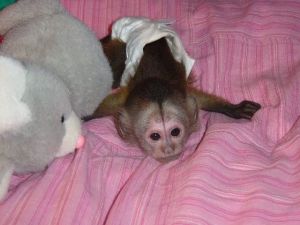 Capuchin Monkeys For Sale (***) ***-***4 For Info