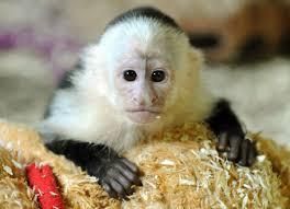 Capuchin Monkeys Babies Ready.text At : ***