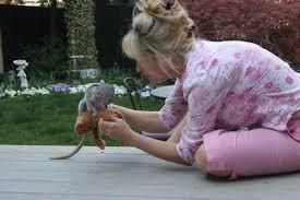 3 Months Old Cappuchin Monkey For Sale