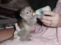 Baby Capuchin monkeys text