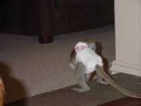 twin babies Marmoset Monkey