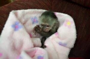 Intelligent MARMOSET monkeys for re homing text (***) ***-***4