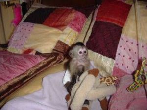 Little Girl capuchin monkeys for adoption text us***