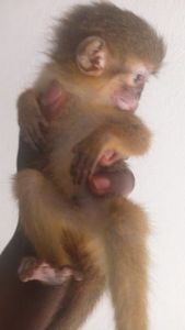 Cute Male Capuchin Monkey for sale