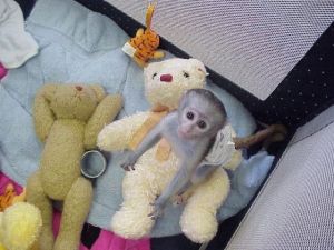Male and female capuchin monkey for sale