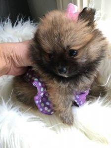 Stunning teacup pomeranian puppies