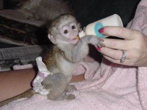 Very healthy Capuchin for you TEXT AT *** .
