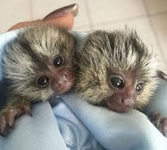 Healthy Baby Marmoset Monkeys for adoption