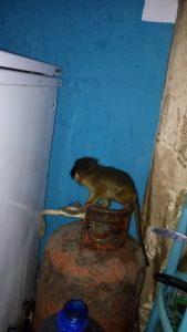 we have male capuchin monkey that we need a hom