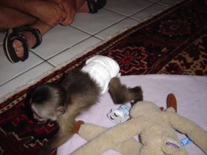 Beautiful Baby Capuchin Monkeys For Adoption Text (***) ***-***4
