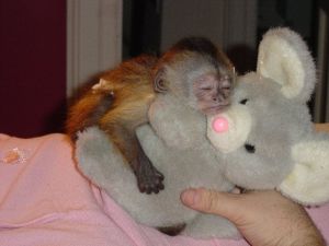 Marvelous Capuchin Monkeys for Sale ***