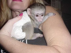 Capuchin Monkey Available***