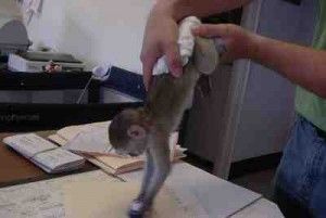 Cute Little Female Capuchin