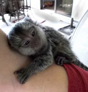 Quality Capuchin and Marmoset Monkeys ***