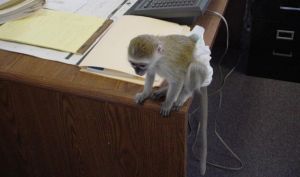 Beautiful Capuchin Monkeys ***