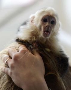 capuchin monkey