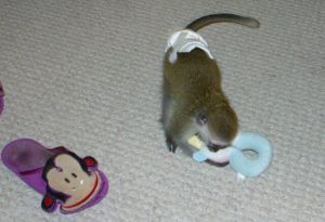 Male and female Capuchin monkeys available.