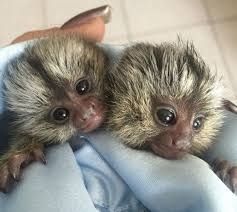 Sweet Face marmoset monkeys for rehoming ***