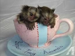 Playful marmoset Monkey for rehoming (***) ***-***6