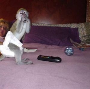 Adorable Capuchin Monkey and marmoset monkeys for sale ***