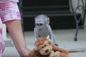 Marvelous Capuchin Monkeys for Sale