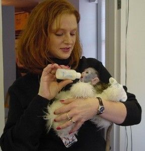 15 weeks old Capuchin Monkey