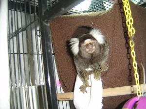 Adorable Marmoset breeder for sale Text (***) ***-***9