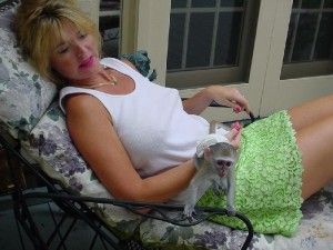 Hand Tamed Capuchin Monkey for Adoption