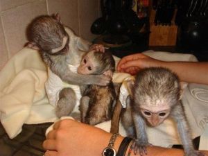 Wonderful Capuchin Monkeys Need A Loving Home