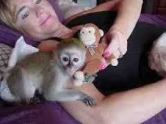 Adorable Capuchin Monkey