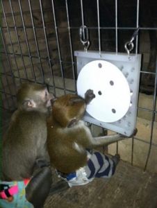 male and female capuchine and mamorset for rehoming