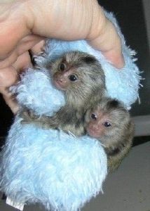 gorgeous marmoset monkeys