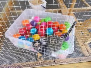 Marmoset Monkey For Sale