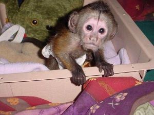 baby Marmoset and Capuchin Monkey