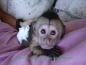 Capuchin Monkey for Sale