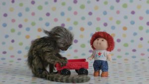 Adorable and well trained Capuchin monkeys ready for adoption