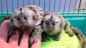 Marmoset and Capuchin monkeys Available
