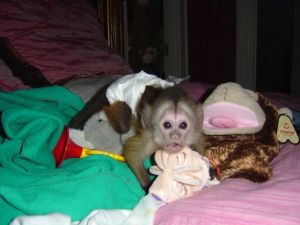 capuchin and mamorset