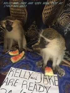 weeks baby Capuchin monkey . She are vet checked and diapers trained.