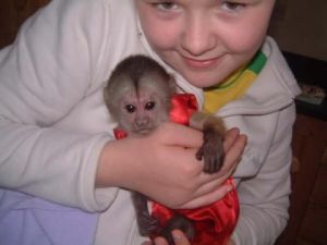 LOVELY AND HOME TRAINED CAPUCHIN MONKEYS TEXT (***) ***-***5